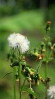 Sintrong or Crassocephalum crepidioides is a type of plant belonging to the Asteraceae tribe. Nature background. Known as ebolo, thickhead, redflower ragleaf, or fireweed. White flower close up. photo