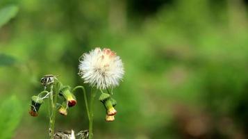 Sintrong or Crassocephalum crepidioides is a type of plant belonging to the Asteraceae tribe. Nature background. Known as ebolo, thickhead, redflower ragleaf, or fireweed. White flower close up. photo