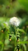 Sintrong or Crassocephalum crepidioides is a type of plant belonging to the Asteraceae tribe. Nature background. Known as ebolo, thickhead, redflower ragleaf, or fireweed. White flower close up. photo