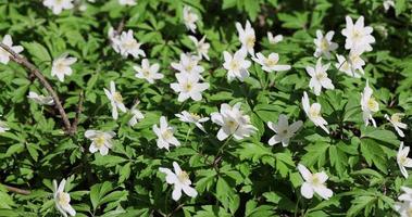 beautiful spring flowers in windy weather in the forest photo