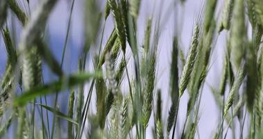 A field with unripe wheat in the summer season in windy weather photo