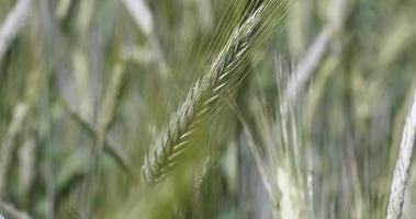 An agricultural field where unripe cereals grow photo