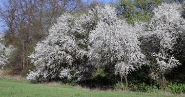 ramas de cerezo moviéndose en el viento durante la floración con flores blancas foto