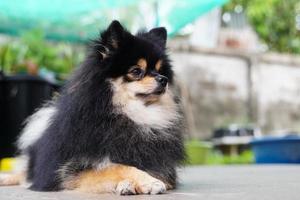 Happy Pomeranian puppy. Portrait on a white background photo