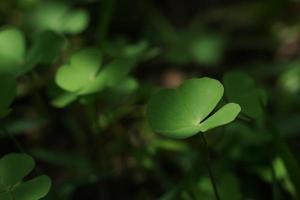 four leaf clover on green shamrock background photo