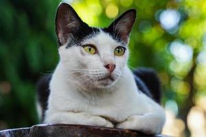 A cat roaming in the garden photo