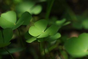 leaf clover on green shamrock background. photo