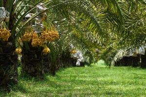 Bunch of yellow dates on date palm. photo