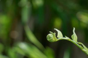 Young shoots of ferns growing beautifully in the garden. photo