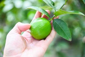 lime on a tree with pick hand , Fresh lime citrus fruit in the garden farm agricultural with nature background photo