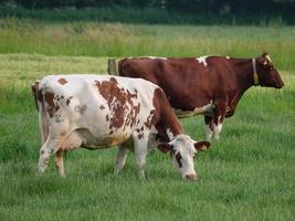 vacas en el muensterland alemán foto