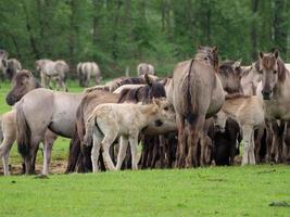 wild horses in the german muensterland photo