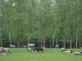 wild horses in westphalia photo