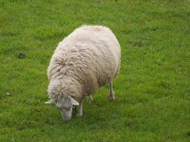 ovejas en un campo en alemania foto