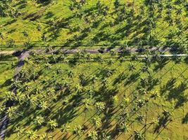 Beautiful aerial view, Natural panorama of coconut trees on Pangandaran beach, West Java - Indonesia. photo