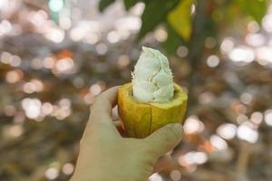 Man's hand holding ripe and peeled cocoa on blurred garden background. photo