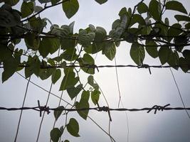 vallas o bordes de alambre cubiertos de malas hierbas, edificios de viviendas visibles en la distancia. foto