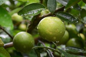 lemon on the tree, After Rain 2 photo