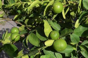 lemon on the tree photo