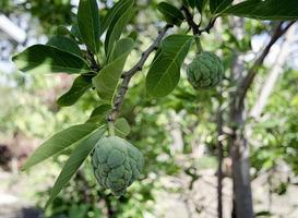 Custard apple on the tree photo