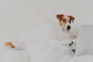 Intelligent breed dog stays in bed and works on laptop computer, wears spectacles, types with paws on keyboard and focused in screen, lies under white quit at home. Animals and work concept. photo