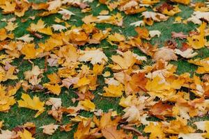 fondo otoñal. las hojas caídas doradas se encuentran en el césped verde. alfombra de follaje. de cerca. resolución de alta calidad. día soleado