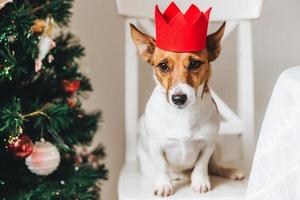 Picture of jack russell, small dog in red paper crown, sits near decorated Christmas tree, raises ears, waits for something delicious or tasty from people. Funny pet being symbol of New Year. photo