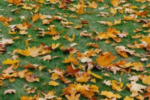 Photo of yellow leaves lie on green grass in park. Beautiful season. Autumn concept. Close up shot. Bright foliage