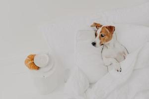 Hungry jack russel terrier looks with appetite at delicious croissant and coffee, stays in bed under white blanket, spends time in hostess bedroom. Breakfast in bed. Domestic animals concept photo