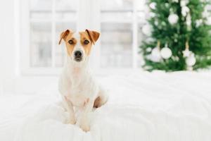 Pedigree jack russell terrier dog poses on bed against blurred background, fir tree symbolizing coming winter holidays. Animals, Christmas, New Year celebration photo