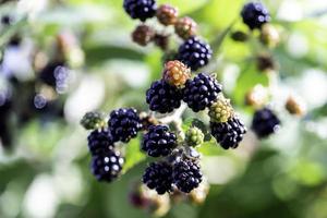 moras silvestres creciendo foto