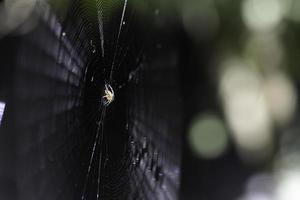 Spider On Web photo