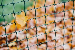 Beautiful yellow leaf etangled in net. Concept of decoration and design concept. Metal net with autumn foliage. November time. Barrier photo