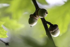 Acorns on Tree photo