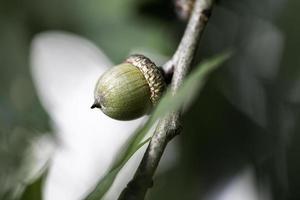 Acorns on Tree photo