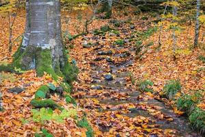 vapor en el parque nacional yedigoller, turquía foto