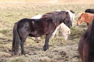 Icelandic horses on a grass field photo