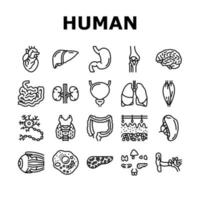 Human Internal Organ Anatomy Icons Set Vector