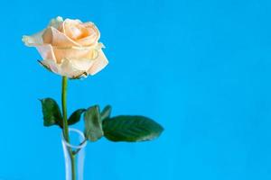 single yellow rose flower with blue background photo