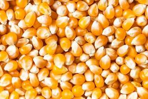 fondo - muchos granos de maíz crudo foto