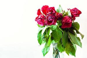 bouquet of wilted red rose flowers with copyspace photo