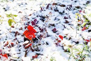 hojas rojas en el césped cubierto con la primera nieve foto