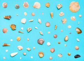 collage from natural dried sea shells on blue photo