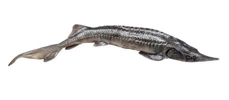 curved fresh sturgeon fish isolated on white photo