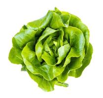 top view of head of boston round lettuce isolated photo