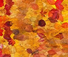 collage from many natural autumn leaves - background from fallen leaves with backlight photo