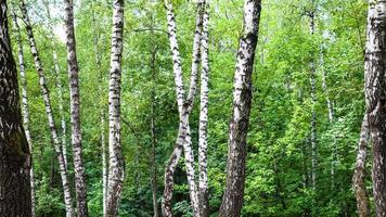 white birch trees in green forest on summer day photo