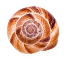 helix shell of roman snail isolated on white photo