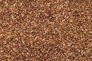 fondo - semillas de teff de grano entero foto