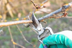pruning twig of fruit tree with secateurs close up photo